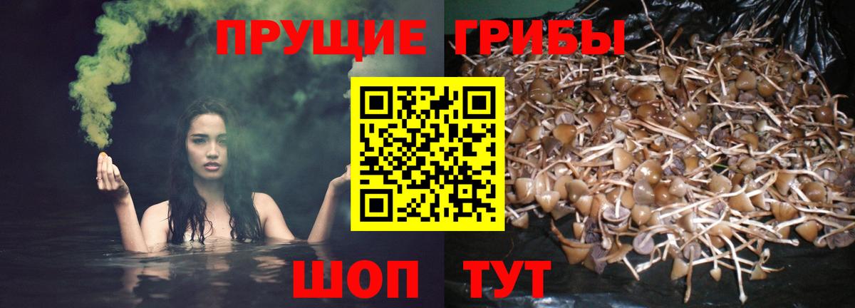 Псилоцибиновые грибы Cubensis  Ефремов 